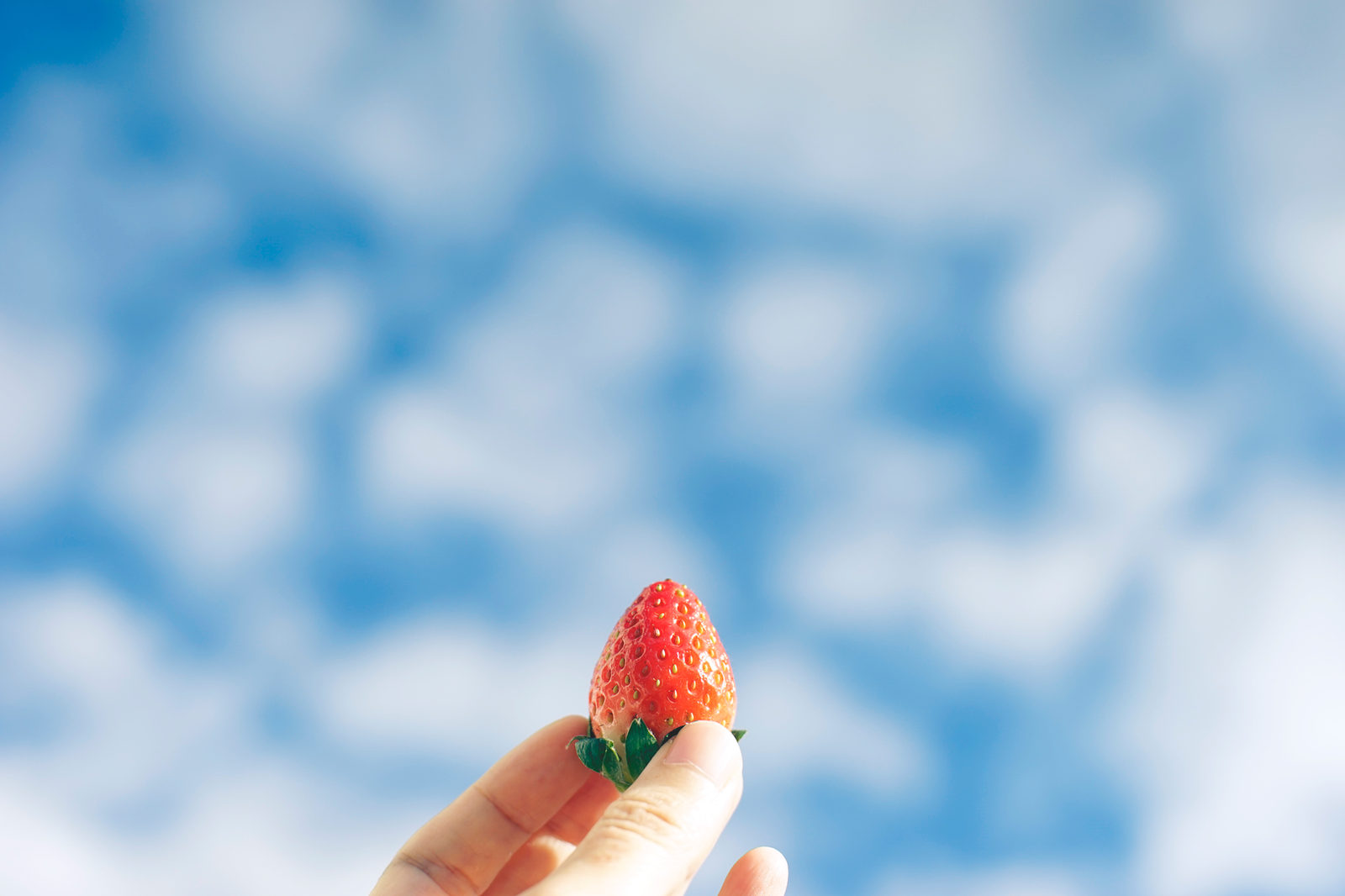 Strawberry picking in Chiba, Funabashi