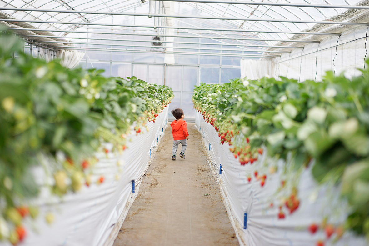 Tanakaen strawberry greenhouse
