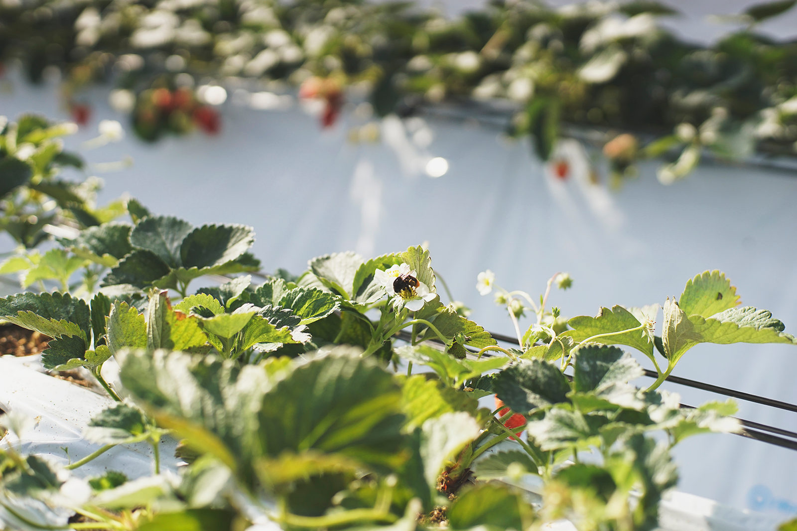 Tanakaen strawberry greenhouse