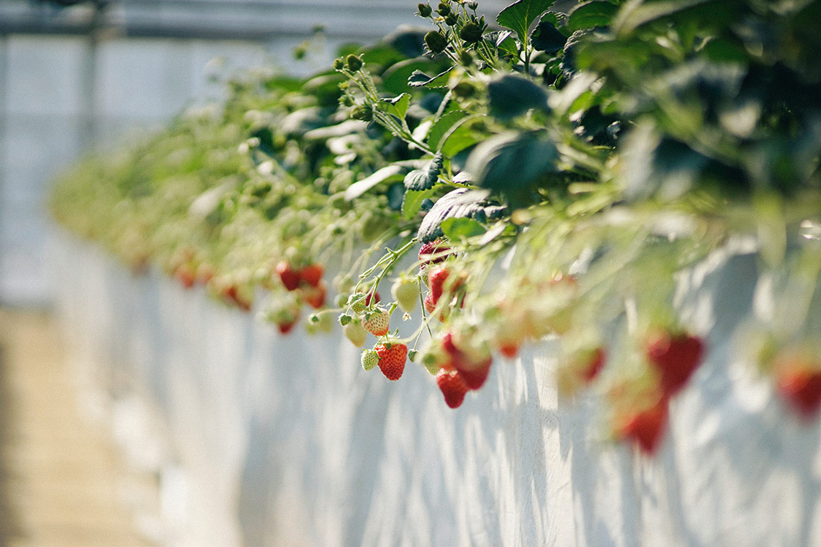 Tanakaen strawberry greenhouse